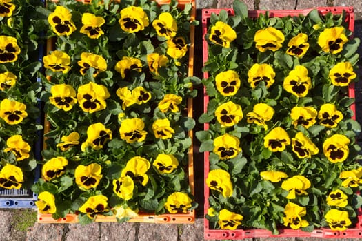 Selling seedlings of Pansy Viola flowers of various colors in boxes on the market