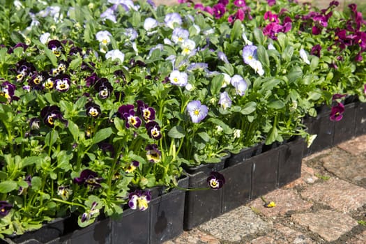 Selling seedlings of Pansy Viola flowers of various colors in boxes on the market