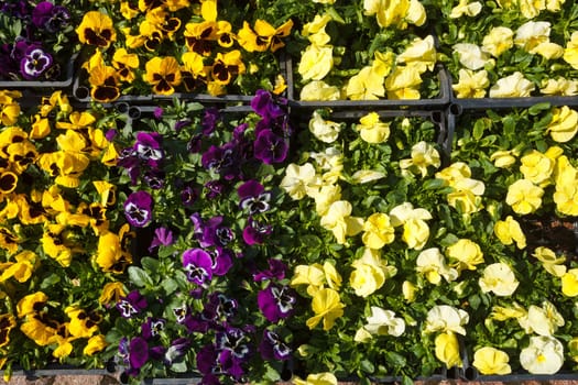 Selling seedlings of Pansy Viola flowers of various colors in boxes on the market
