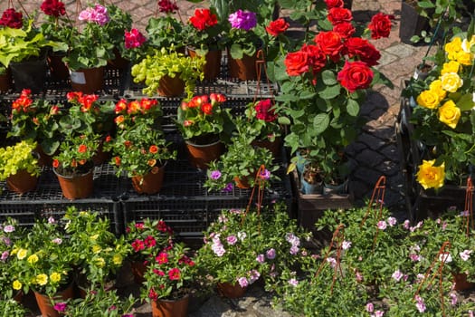 sale of flower pots with ornamental spring flowers on the outdoor farmers market
