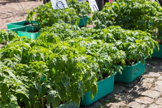 tomato seedlings in containers on sale in outdoor farmer market