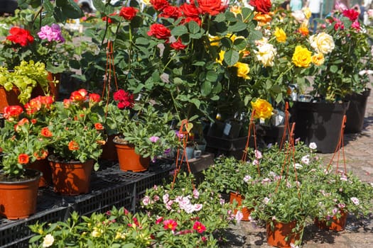 sale of flower pots with ornamental spring flowers on the outdoor farmers market