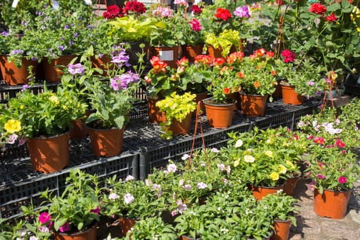 sale of flower pots with ornamental spring flowers on the outdoor farmers market