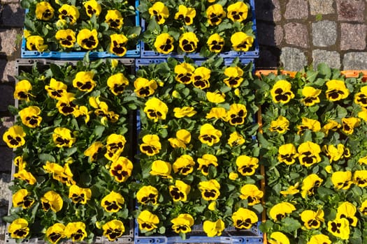 Selling seedlings of Pansy Viola flowers of various colors in boxes on the market