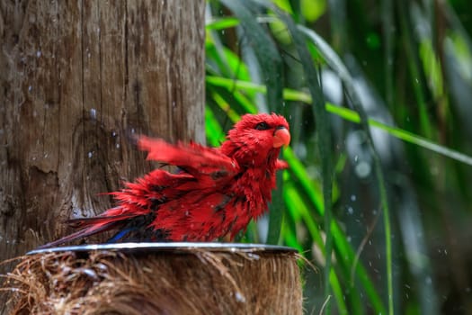 colorful parrot in Loro Park in Tenerife Canary islands. Spain