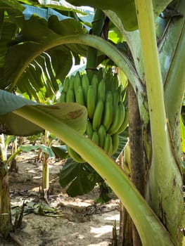 Banana Tree Plantation, agriculture with fresh big banana trunk