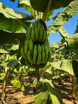 Banana Tree Plantation, agriculture with fresh big banana trunk