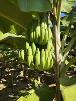 Banana Tree Plantation, agriculture with fresh big banana trunk