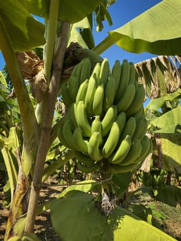 Banana Tree Plantation, agriculture with fresh big banana trunk