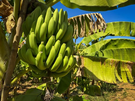 Banana Tree Plantation, agriculture with fresh big banana trunk