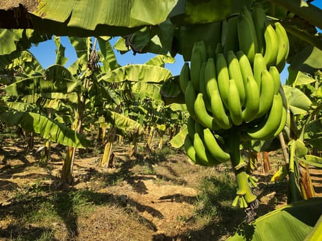 Banana Tree Plantation, agriculture with fresh big banana trunk