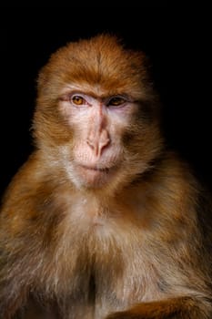 Closeup Portrait of Barbary Macaque (Macaca Sylvanus)