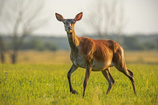 Red deer, cervus elaphus, hind in summer at sunset. Coloroful scenery with wild animals from nature. Curious female deer walking on a meadow.