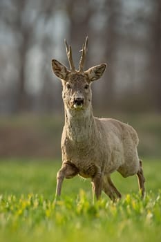 Roe deer, capreolus capreolus, buck in spring walking on a filed. Morning wildlife scenery from nature. Alerted wild deer approaching. Portrait orientation.