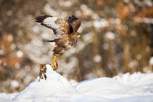 Common buzzard, buteo buteo, taking of from a tree stump covered with snow in winter nature. Wild bird of prey flying low and spreading wings with copy space.