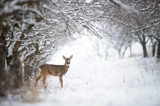 Solitary roe deer, capreolus capreolus, doe standing on snow in forest with copy space. Female wild animal looking to camera and standing between trees.