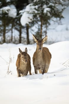 Red deer, cervus elaphus, hind and calf wading through deep snow in winter forest. Concept of animal family in nature. Wild mammals walking in freezing conditions.