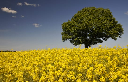 Peace oak
