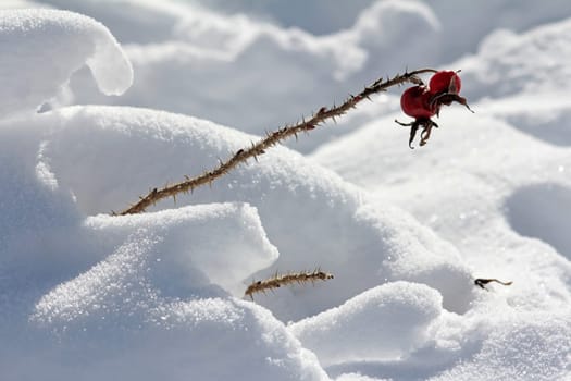 Rose hips in winter