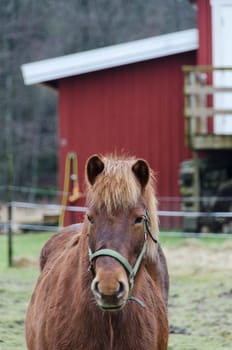one brown horse stand very lonely at the farm