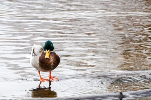 one beutiful mallard it is a male and it standing in the water