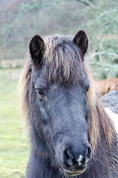 one lonely and grey horse with beutiful eys