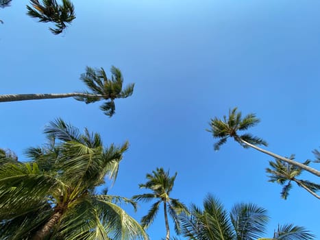 Bottom view of tropical palm trees over clear blue summer sky