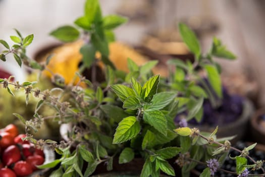 Fresh medicinal herbs on wooden background