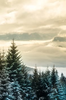Mountains, trees covered with white snow