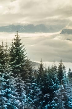 Snow covered fir trees against blue sky on cold winter