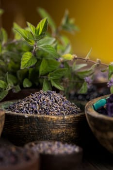Fresh medicinal herbs on wooden background