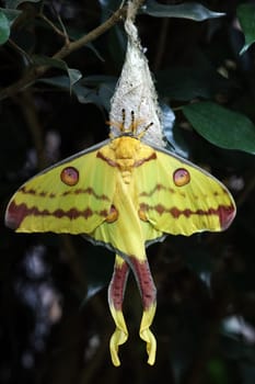 A female comet butterfly (Argema mittrei) is a yellow-red butterfly from Madagascar