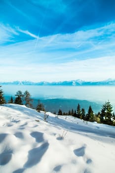 Winter landscape in the snowy wood