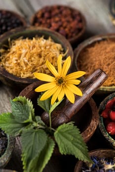 Fresh medicinal herbs on wooden background