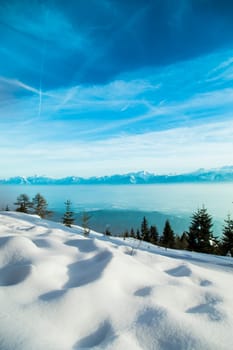 Winter landscape in the snowy wood