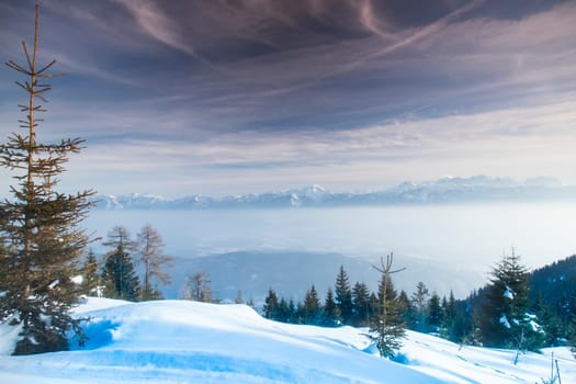 Winter trees in mountains, nature landscape