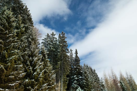 Snow covered fir trees against blue sky on cold winter