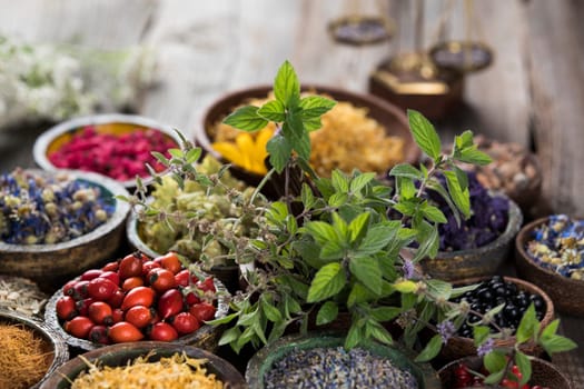 Homeopathy, herbal medicine on wooden table