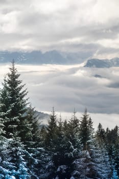 Mountains, trees covered with white snow