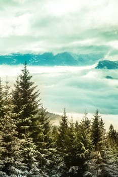 Snow covered fir trees against blue sky on cold winter
