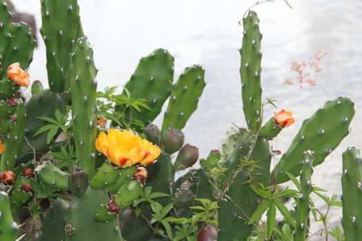 cactus and succulents with yellow flowers in spring