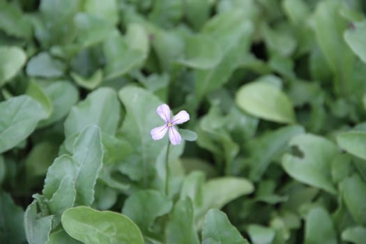 flower of the arugula in the organic garden