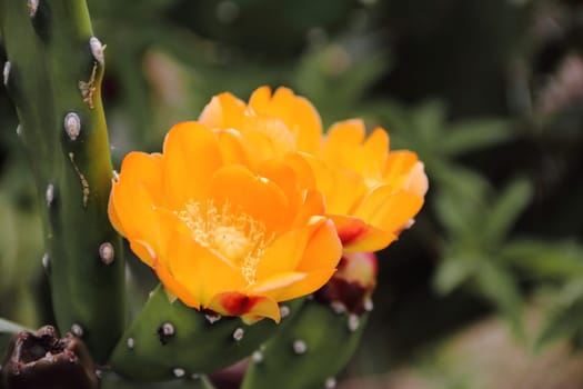 cactus and succulents with yellow flowers in spring