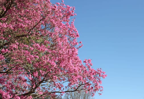 Pink lapacho