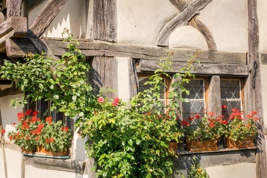 Red geraniums on the windowsill of an old halftimbered farmhouse