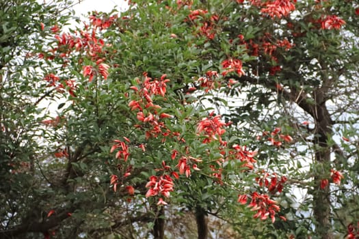 Erythrina crista galli native to South America national flower of Argentina