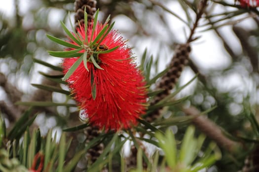 Red Callistemon bloomed in spring