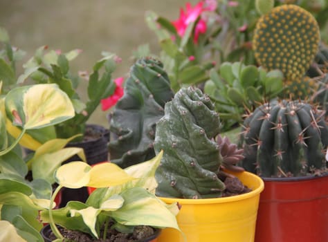 Cactus and succulents