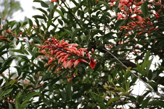Erythrina crista galli native to South America national flower of Argentina