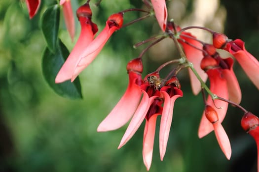 Erythrina crista galli native to South America national flower of Argentina